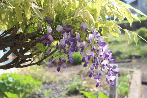 藤の花